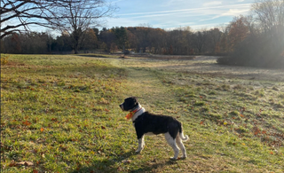 Even Very Good Dogs Eat Puzzle Pieces