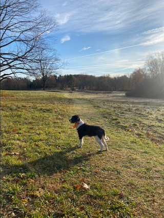 Even Very Good Dogs Eat Puzzle Pieces