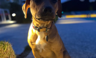 Perky Puppy Pierces Puzzle Piece