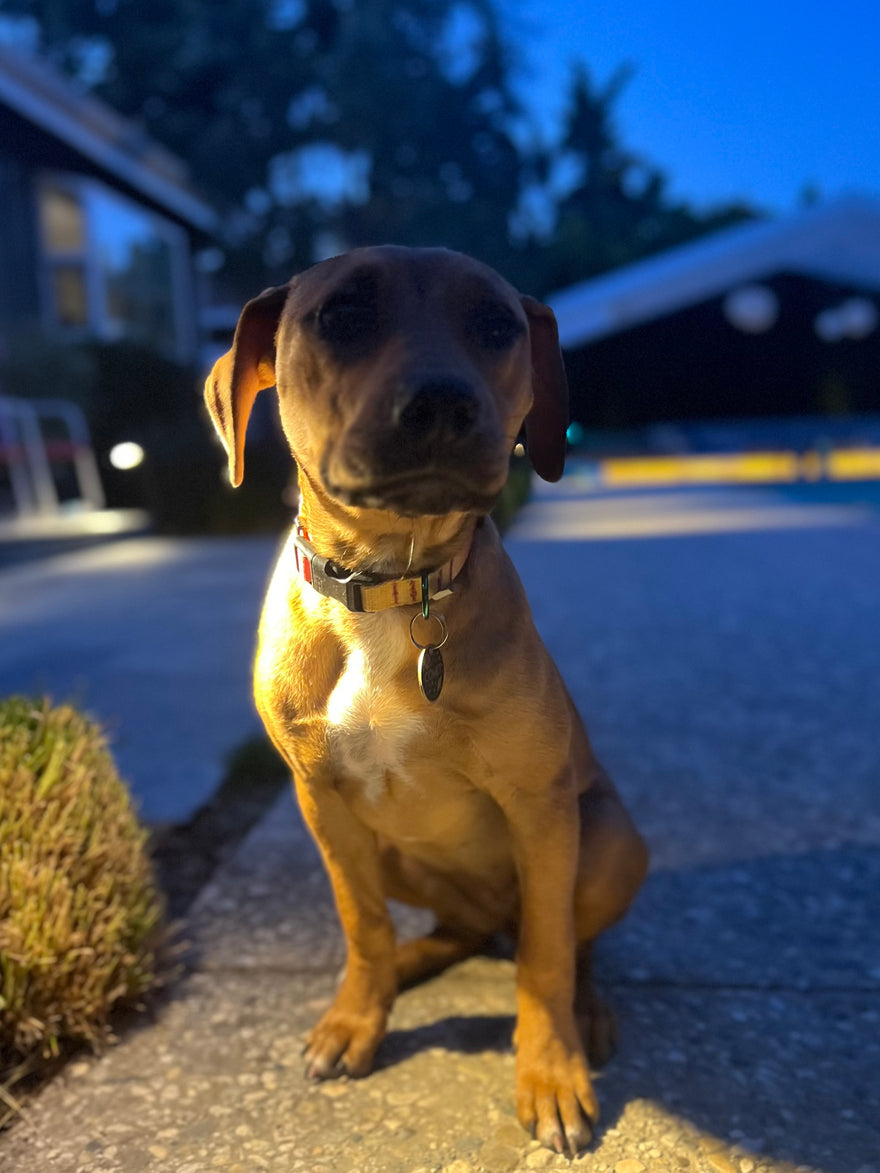 Perky Puppy Pierces Puzzle Piece