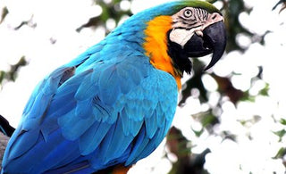 Birds Like Our Puzzles Too!