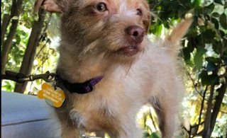 Olive Enjoys Chewing New Things