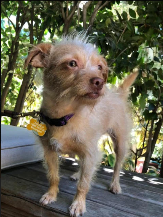 Olive Enjoys Chewing New Things