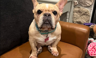 Keep Puzzles Out of Reach from Chewing Pups!