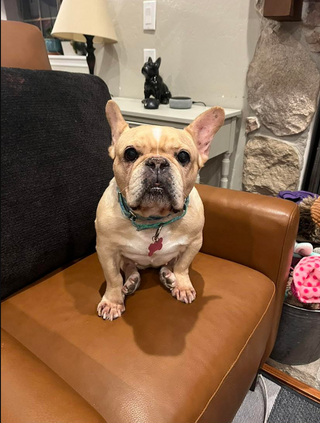 Keep Puzzles Out of Reach from Chewing Pups!