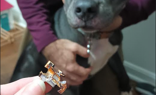 Don’t Let Your Puzzles Become Dog Treats