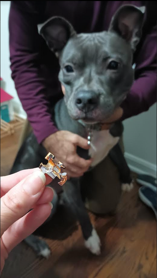 Don’t Let Your Puzzles Become Dog Treats