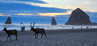 Elk on Cannon Beach in Oregon