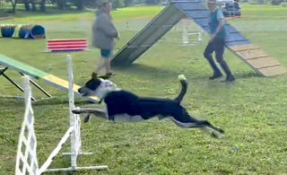 Jiminy Just Wanted Some Attention