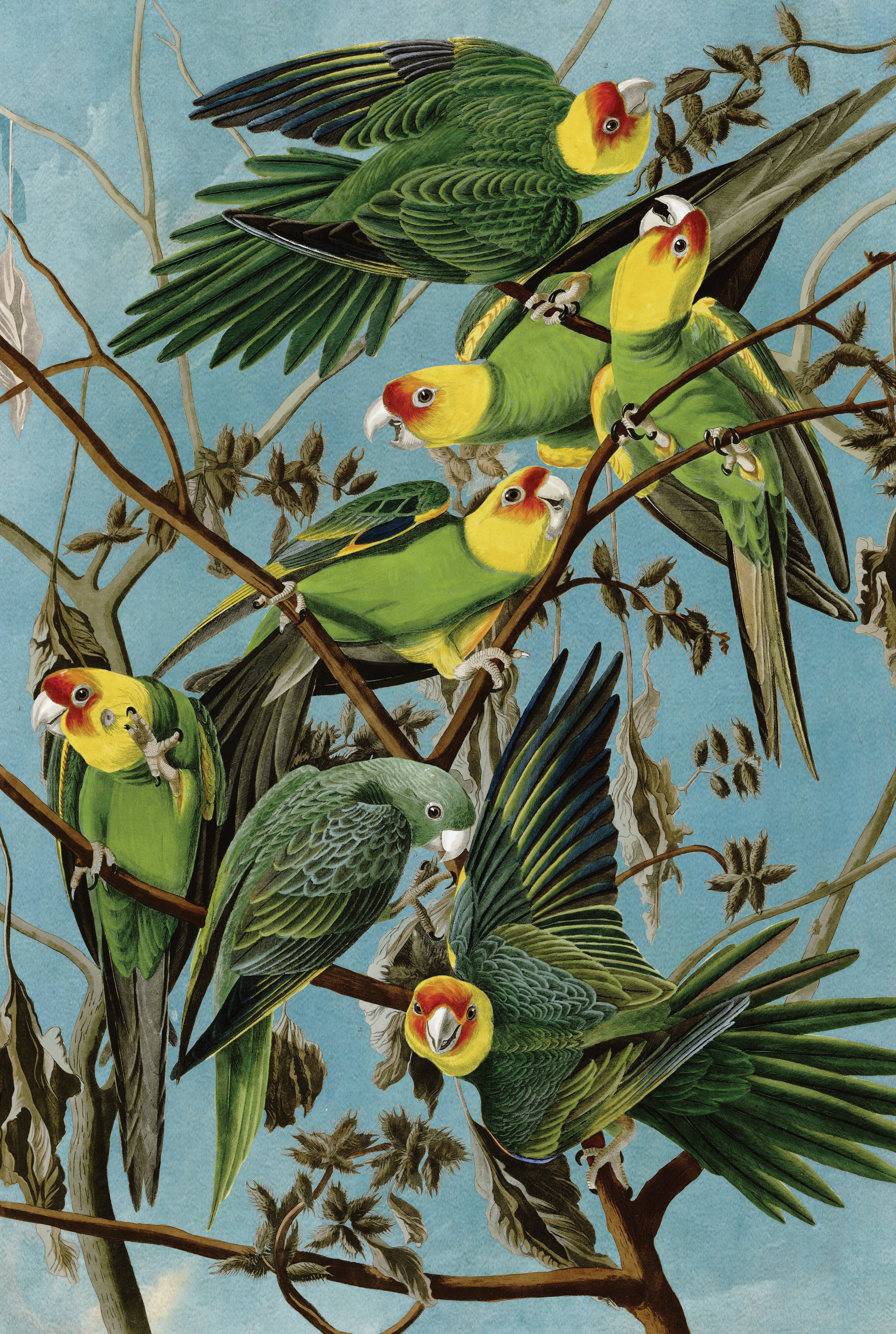 Artifact Puzzles - Audubon Carolina Parakeets Wooden Jigsaw Puzzle