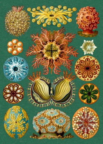 Artifact Puzzles - Haeckel Sea Squirts Wooden Jigsaw Puzzle