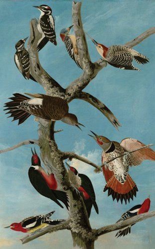 Artifact Puzzles - Audubon Woodpeckers Wooden Jigsaw Puzzle