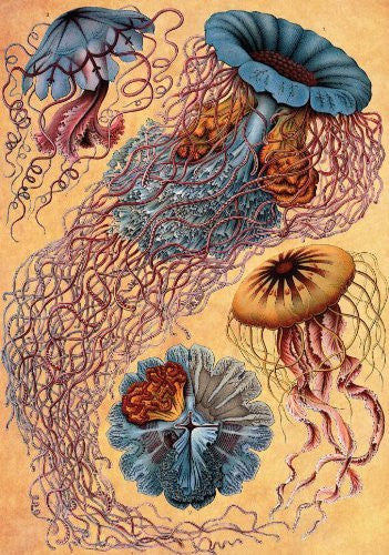 Artifact Puzzles - Haeckel Jellyfish Wooden Jigsaw Puzzle