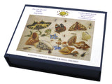 Artifact Puzzles - Kessel Shells Wooden Jigsaw Puzzle