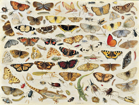 Artifact Puzzles - Jan van Kessel Butterflies Wooden Jigsaw Puzzle