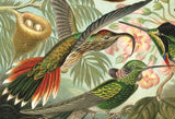 Artifact Puzzles - Haeckel Hummingbirds Wooden Jigsaw Puzzle